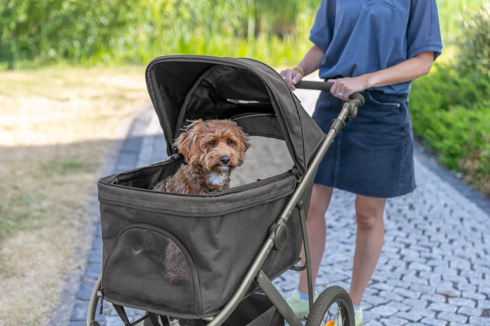 Buggy für Hunde - Image 11
