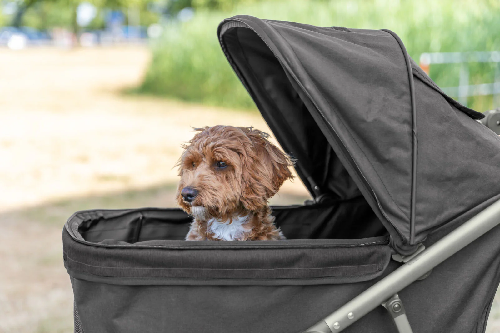 Buggy für Hunde - Image 12