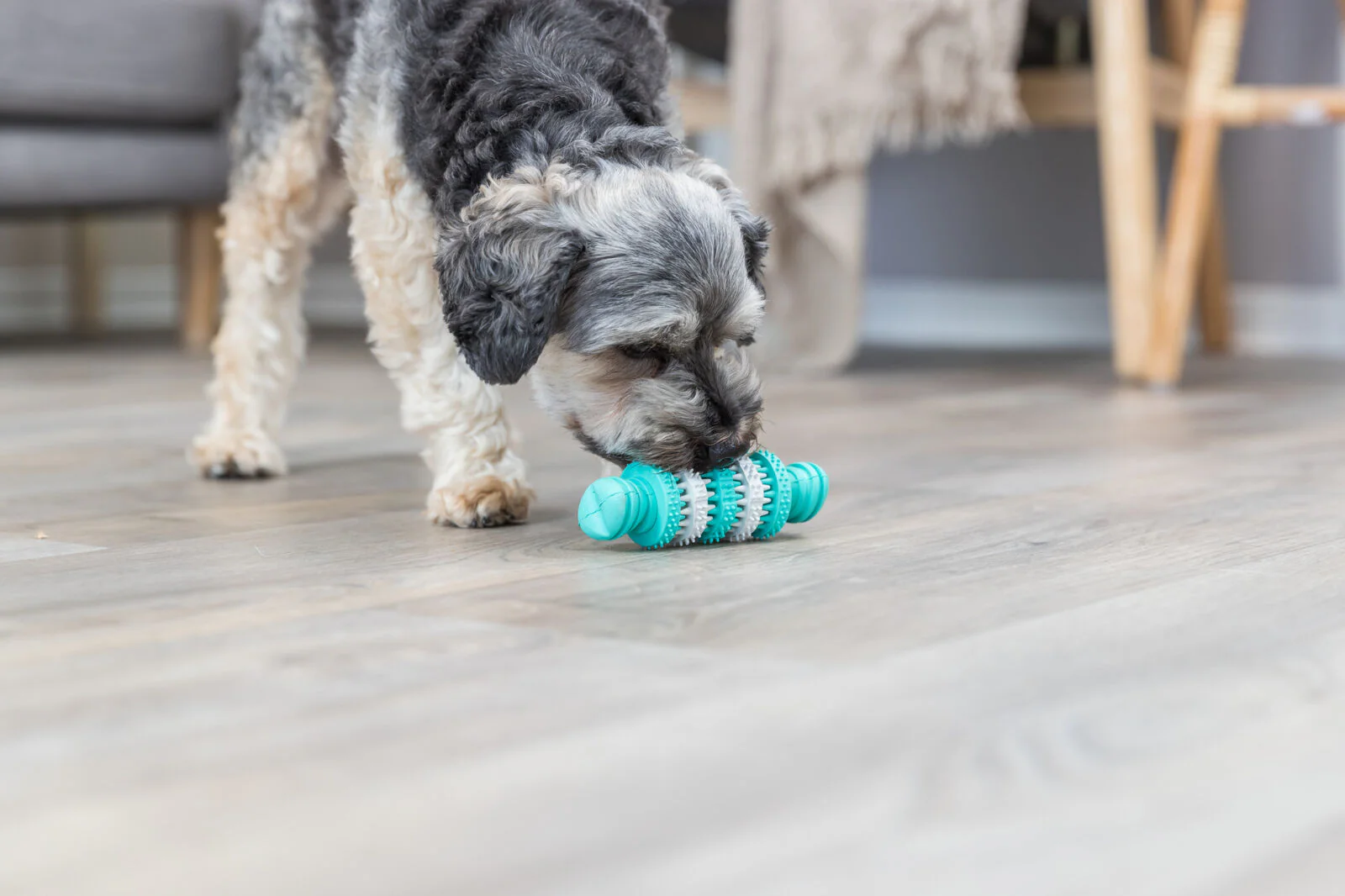 Denta Fun Knochen - Image 3