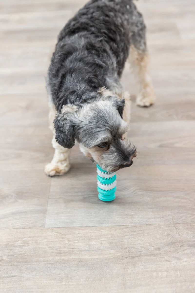 Denta Fun Knochen - Image 4