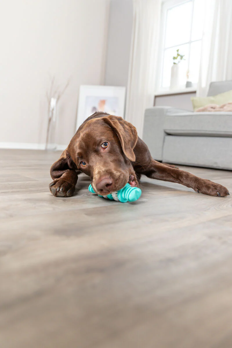 Denta Fun Knochen - Image 5