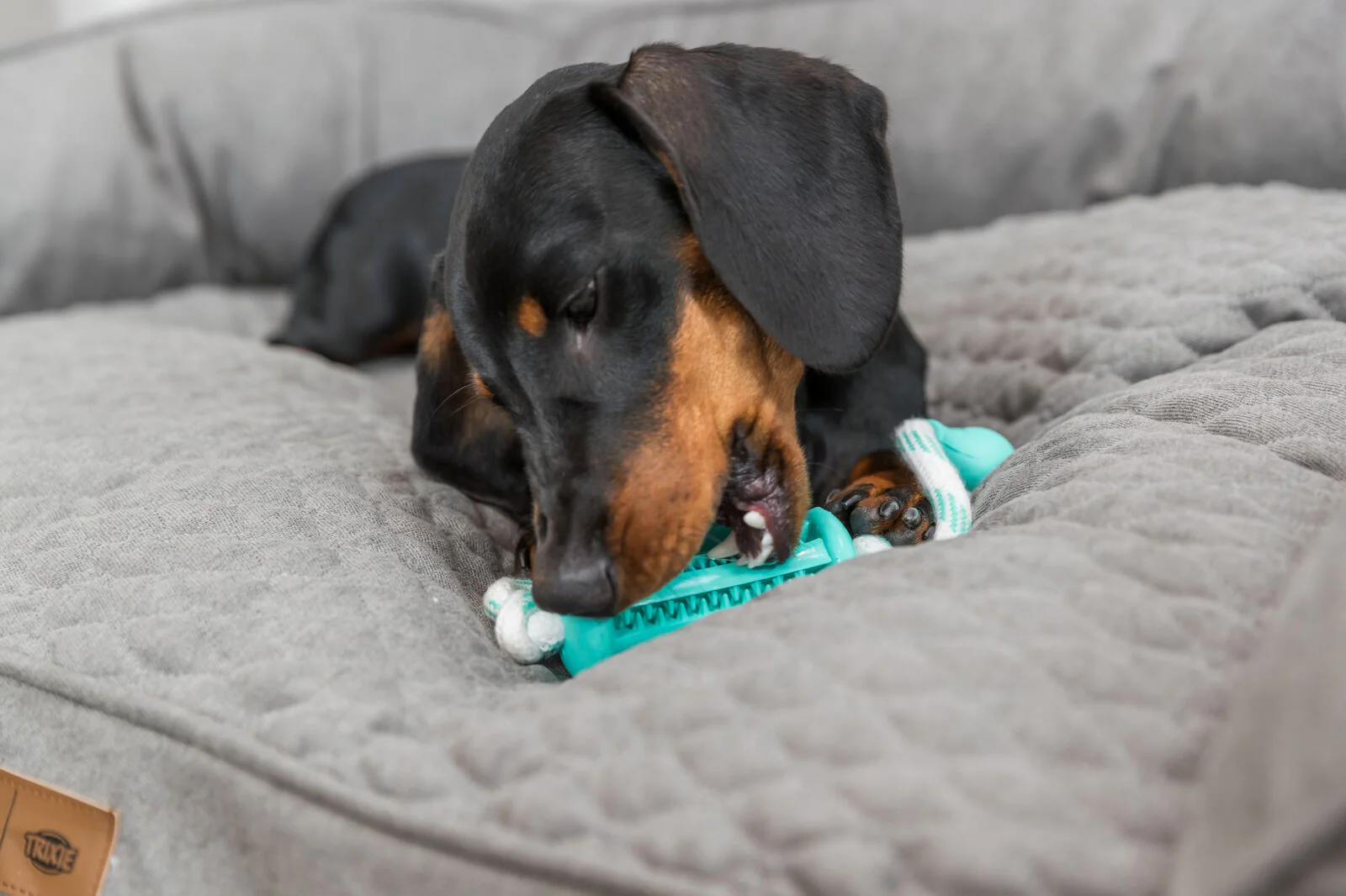 Denta Fun Stick mit Seil - Image 4