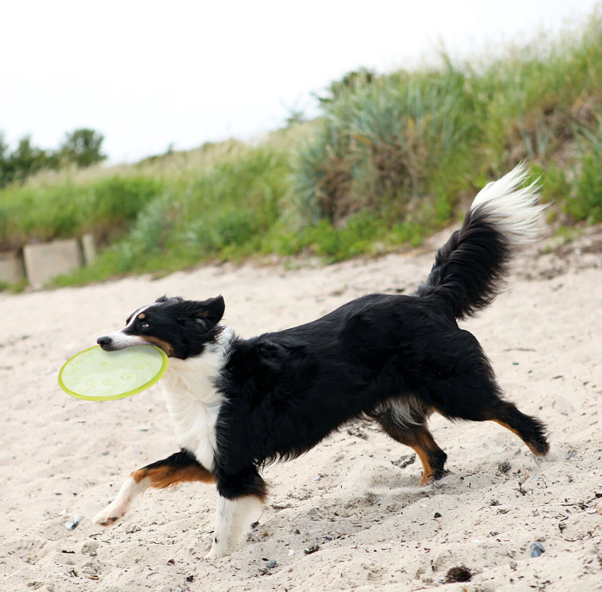 Dog Disc, TPR, schwimmt - Image 2