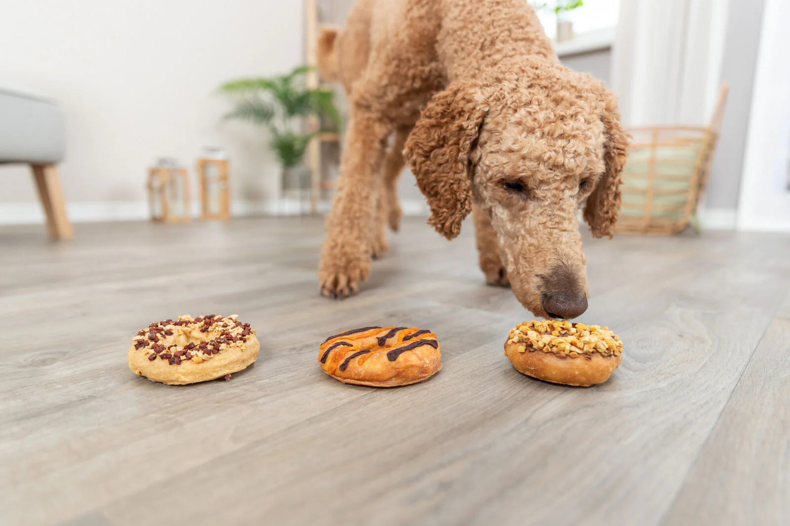 Donuts - Image 6