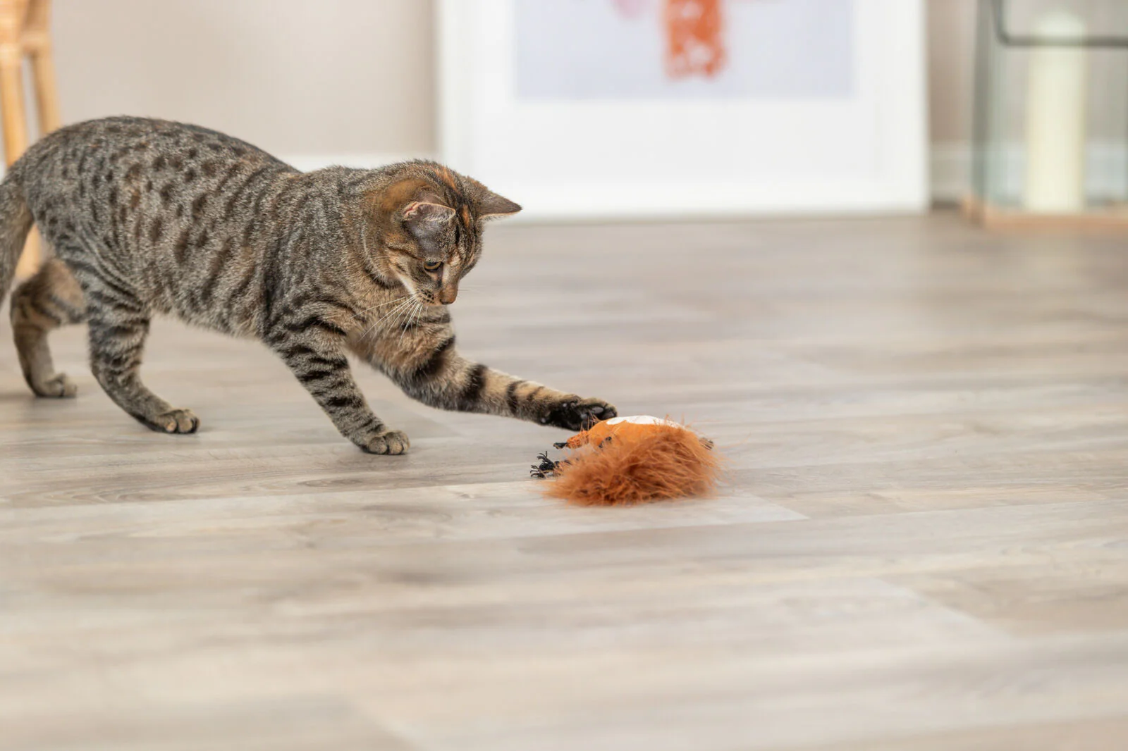 Eichhörnchen - Image 2
