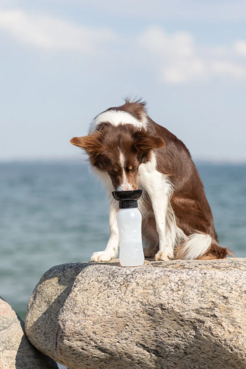 Flasche mit Trinknapf - Image 7