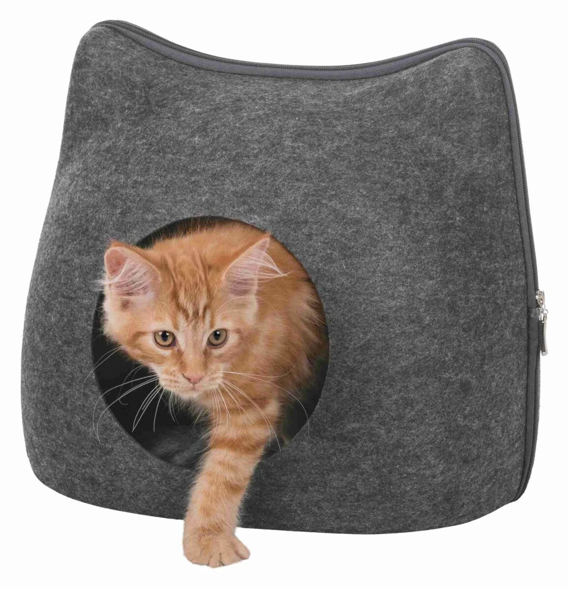 Höhle Cat - Image 3