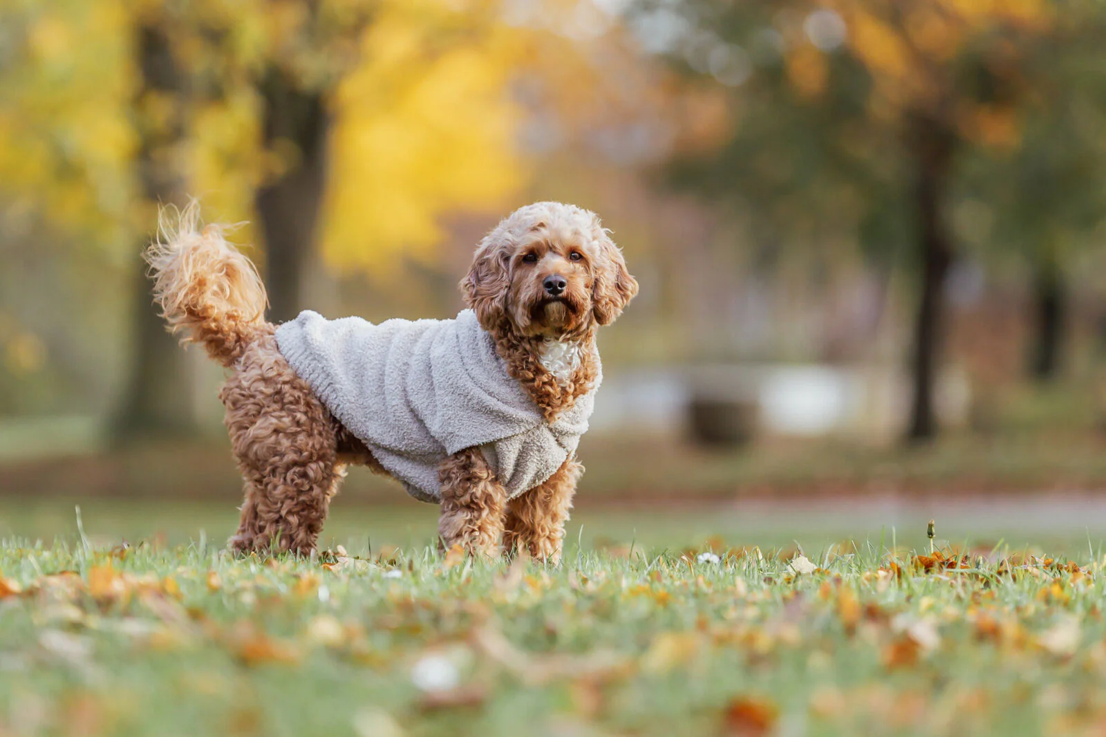 Hoodie Carson - Image 11