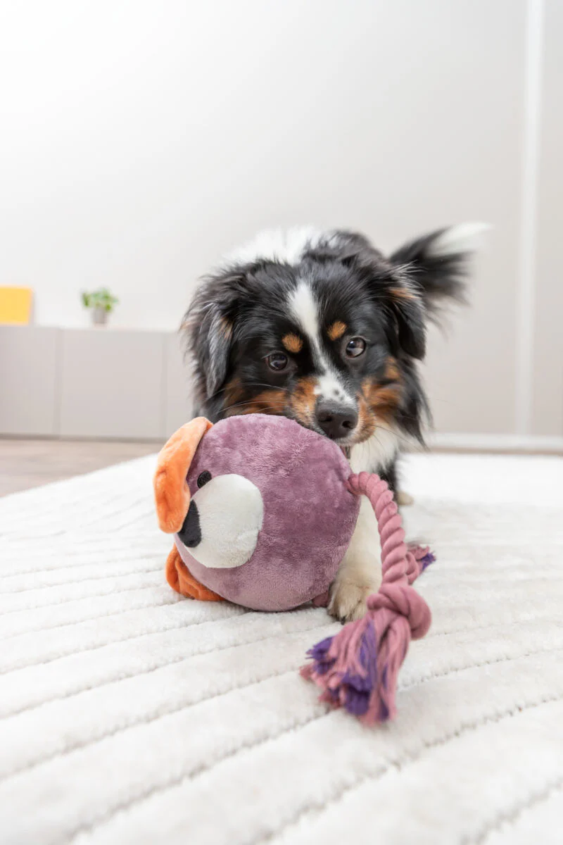 Hundeplüschtier Hund mit Tau - Image 2