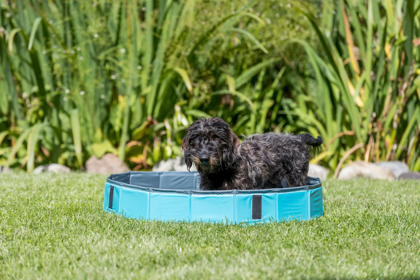 Hundepool - Image 2