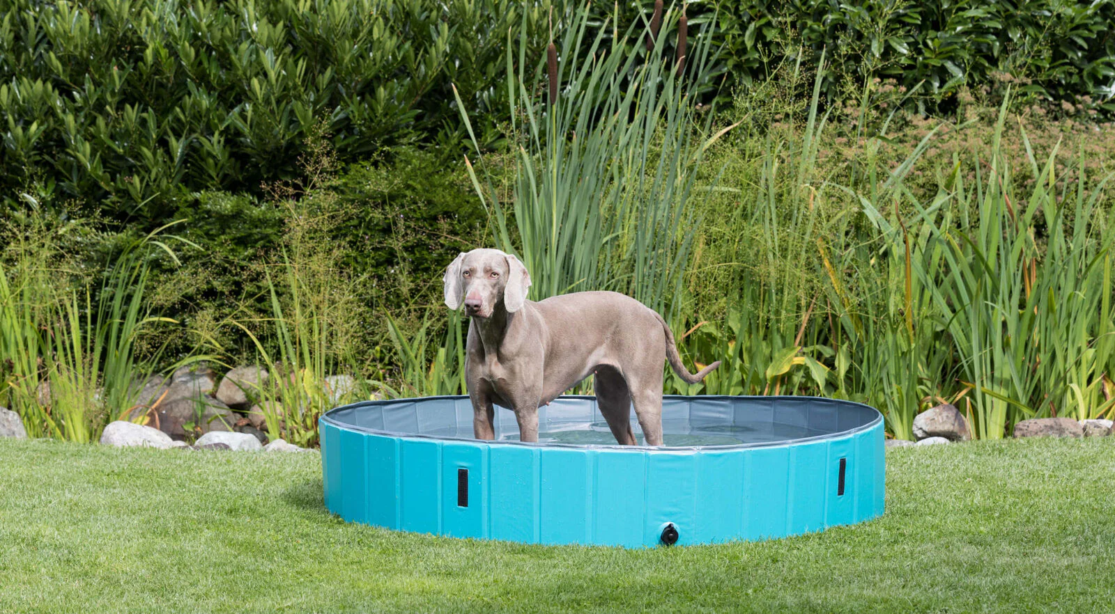 Hundepool - Image 34