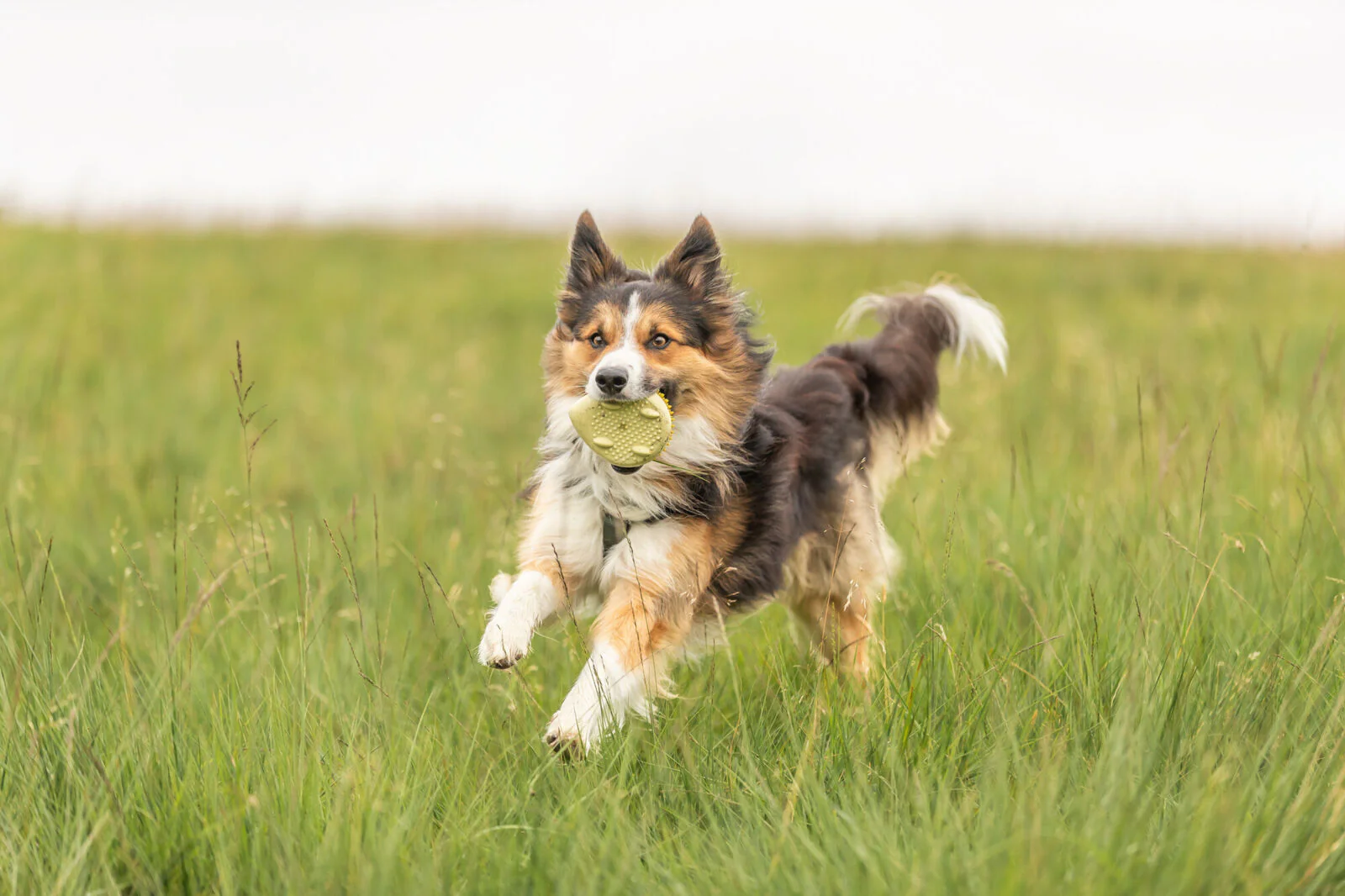 Igel, TPR - Image 4
