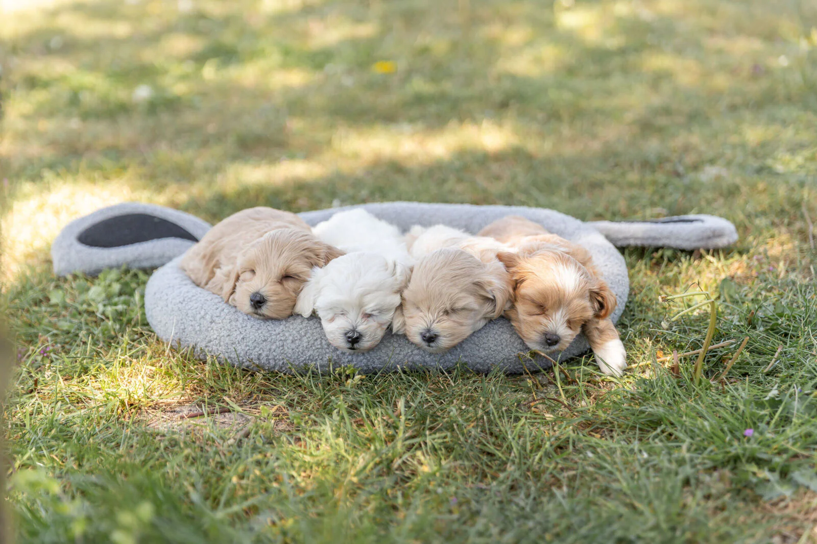 Junior Bett Hund - Image 3