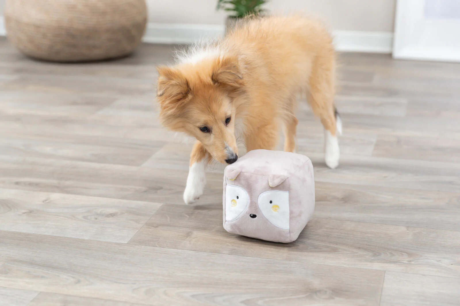 Junior Fuchs - Image 5