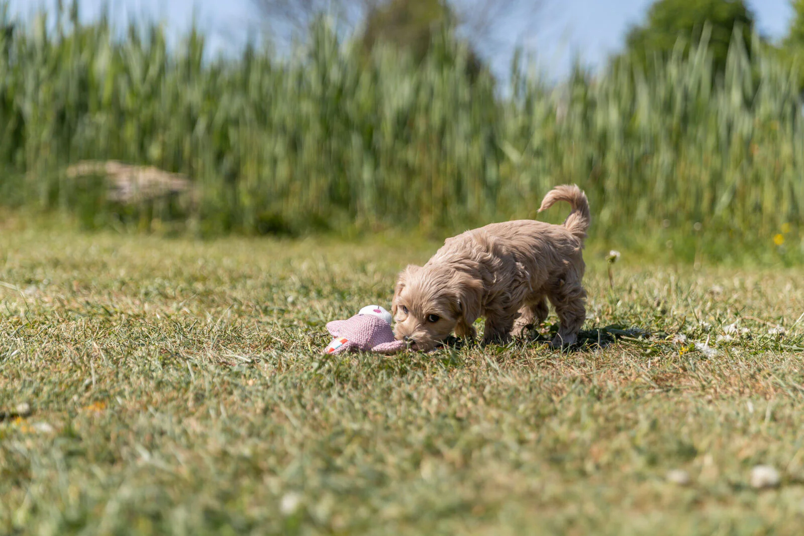 Junior Hase - Image 3