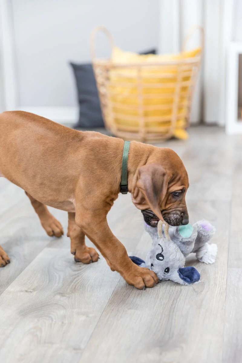Junior Hund - Image 5