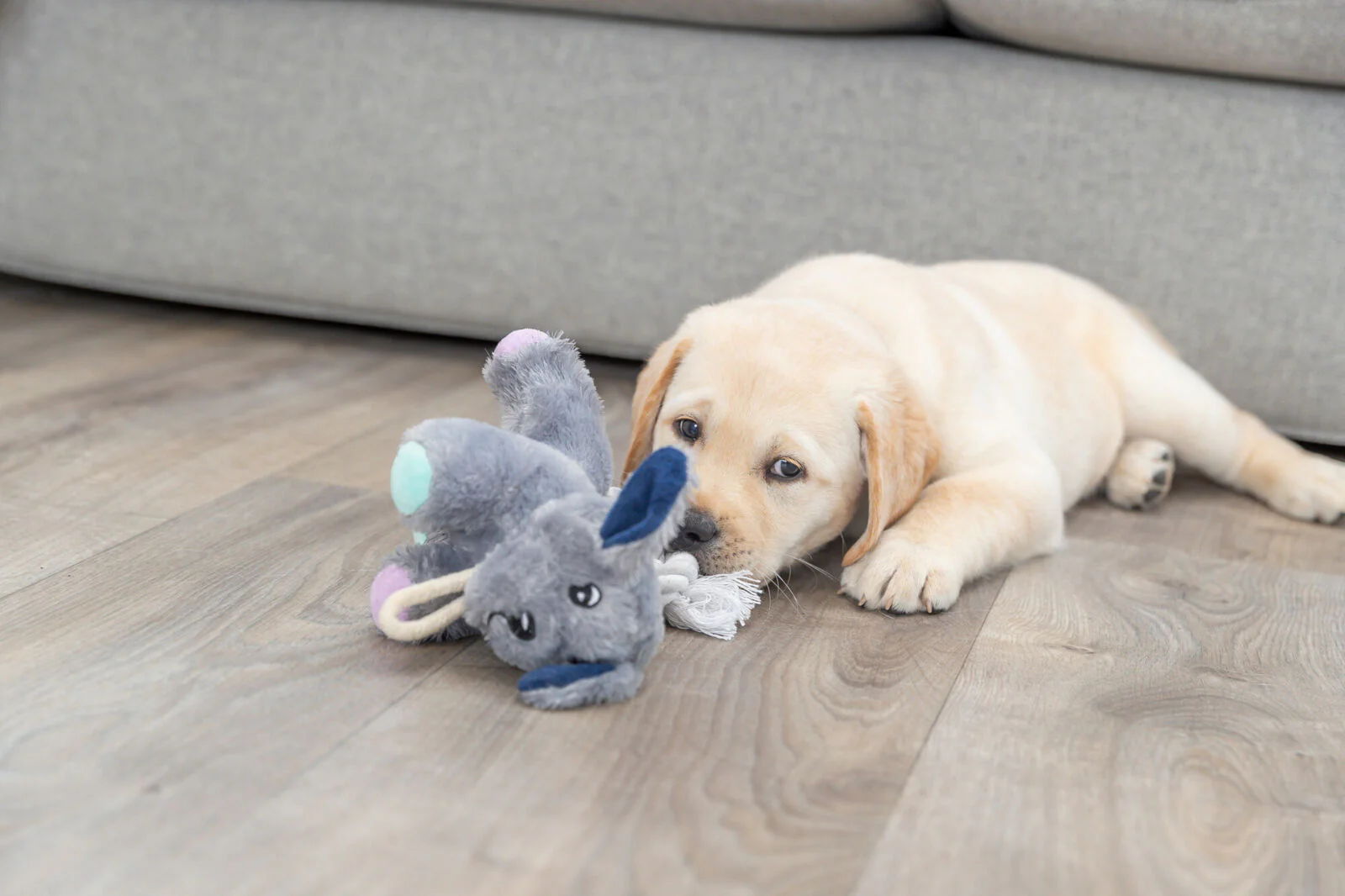 Junior Hund - Image 6