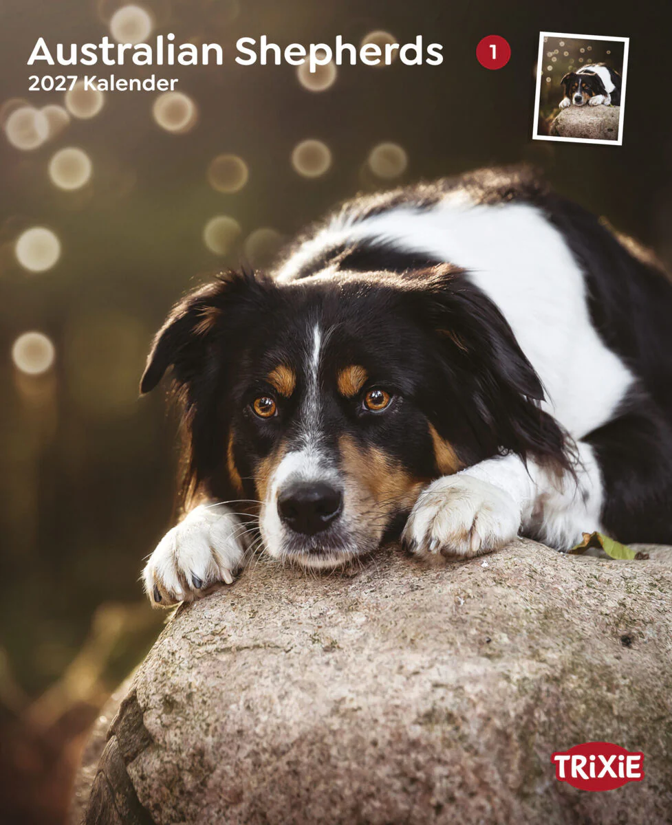 Kalender Australian Shepherd
