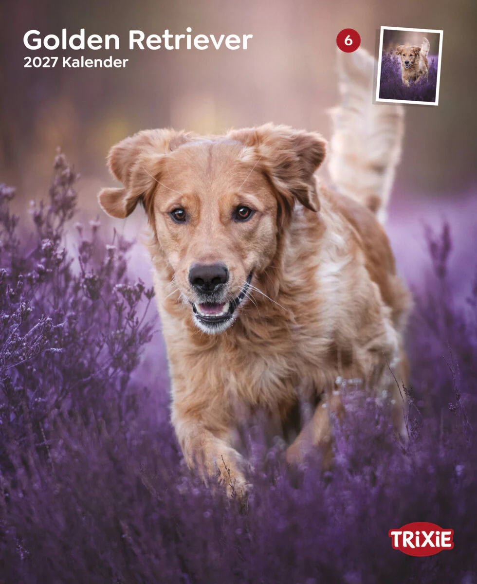 Kalender Golden Retriever