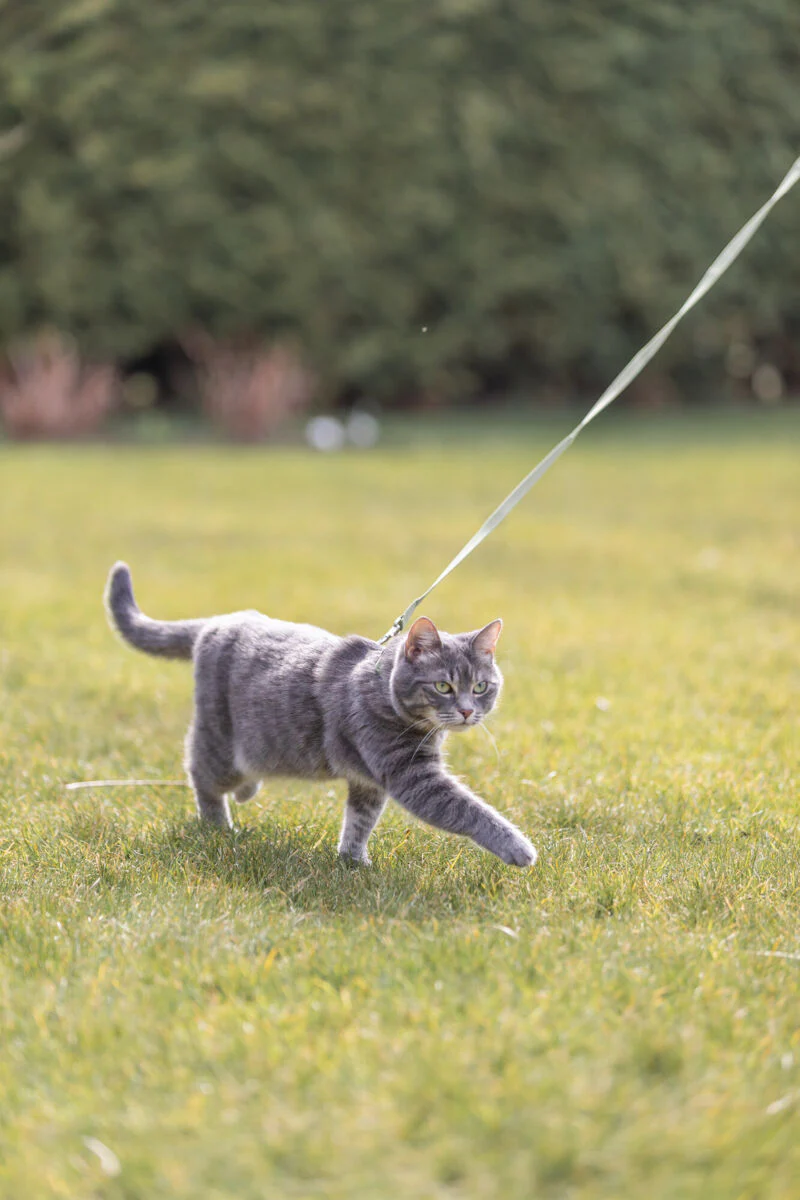 Katzengeschirr mit Leine - Image 10