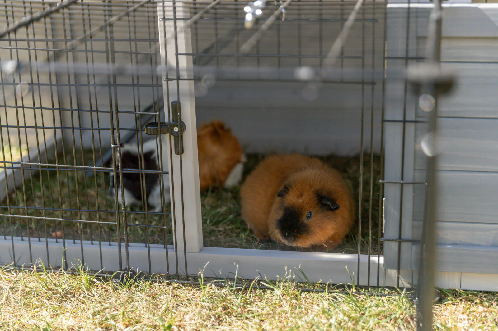 Kleintierstall mit Freilaufgehege - Image 13
