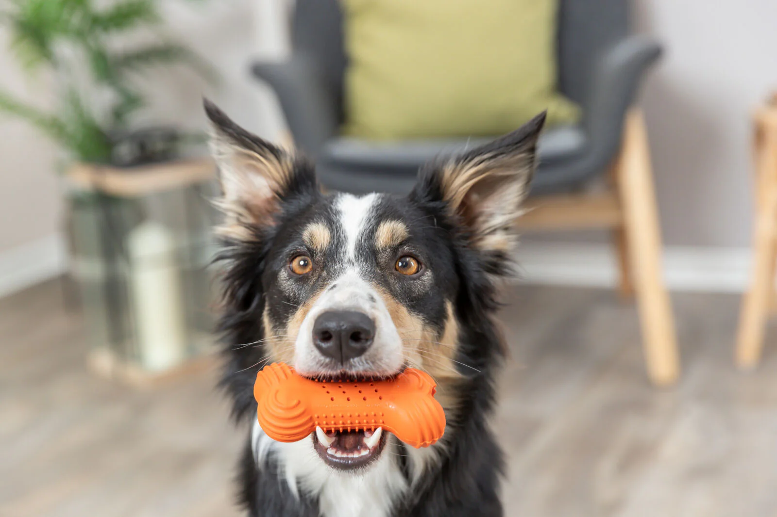 Knister-Knochen Hundespielzeug - Image 3
