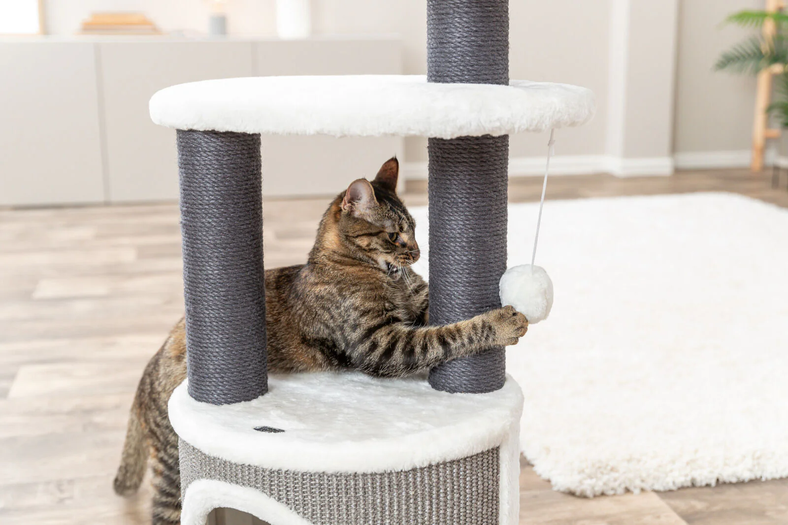 Kratzbaum Marco - Image 4