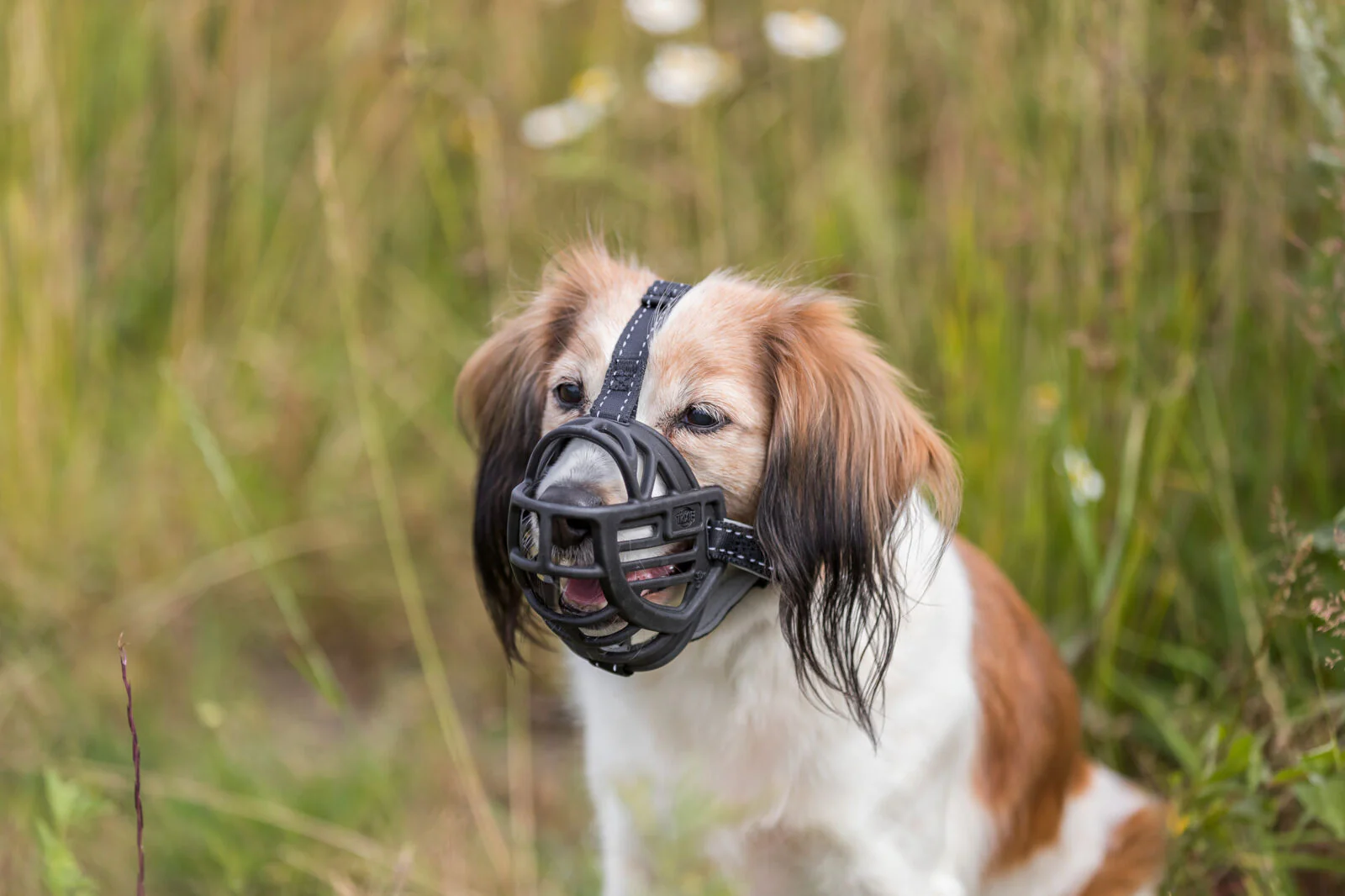 Maulkorb Muzzle Flex - Image 25