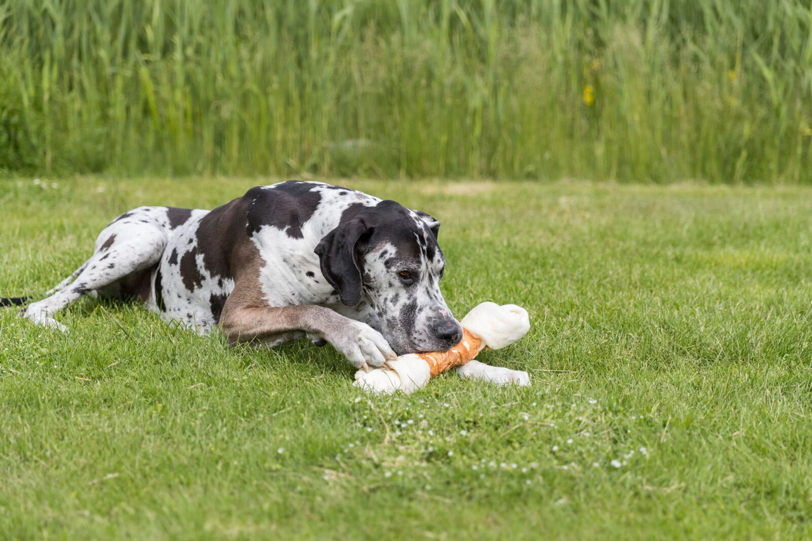 Mega Bone mit Huhn - Image 3