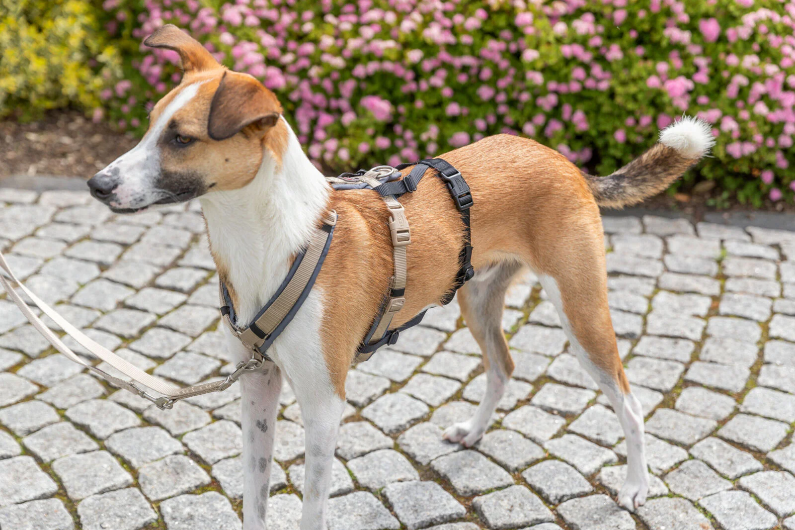 Panik-Adapter Stay für Geschirre - Image 10