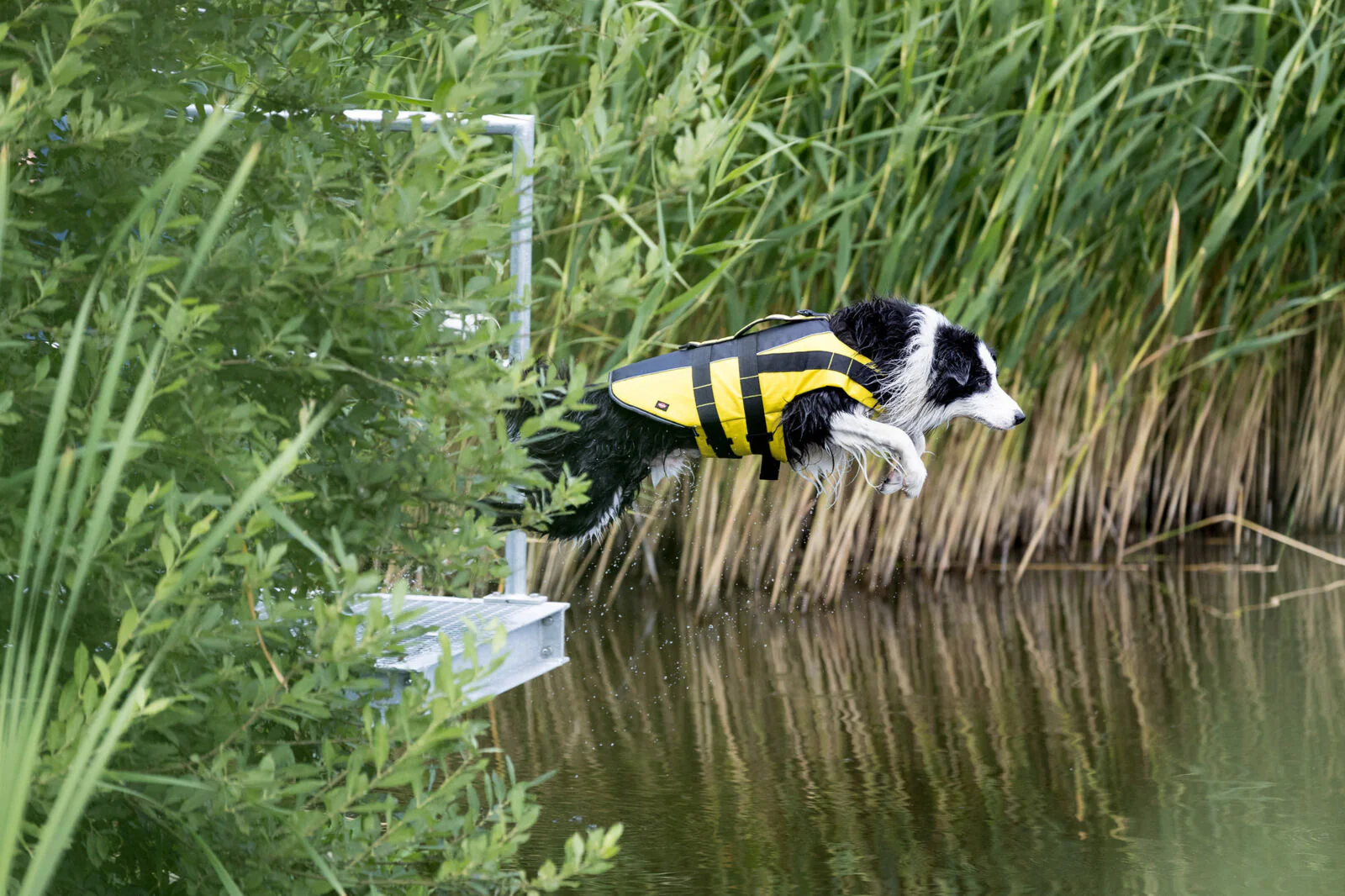 Schwimmweste für Hunde - Image 14