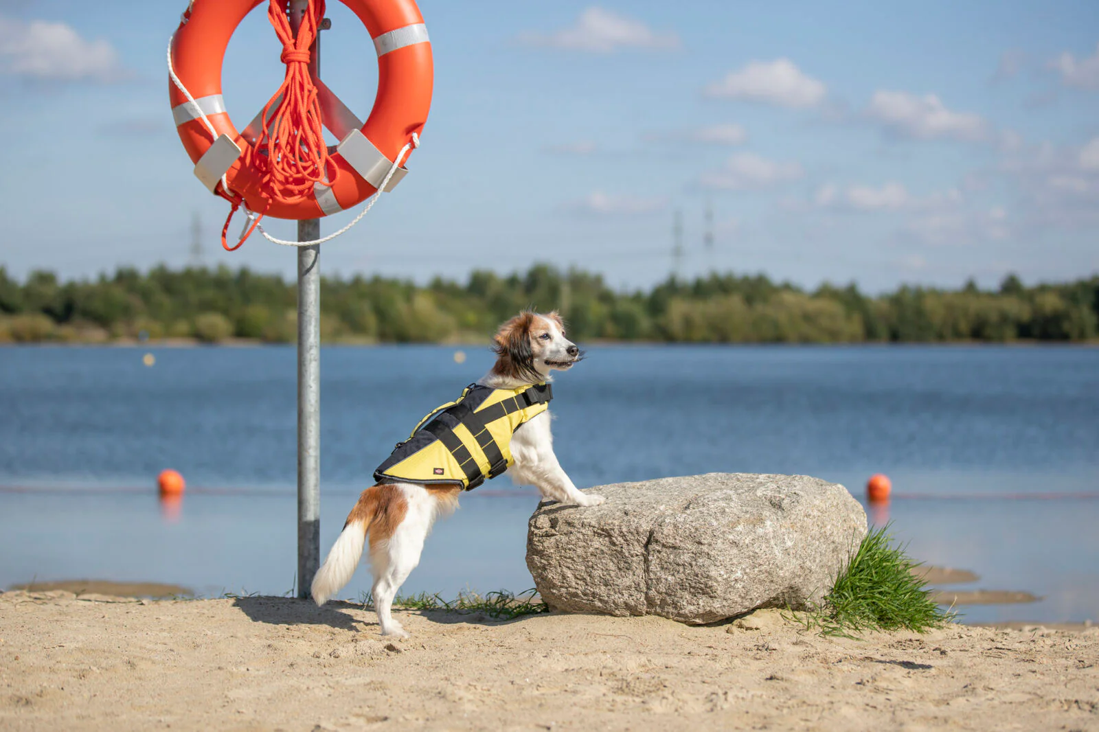 Schwimmweste für Hunde - Image 15