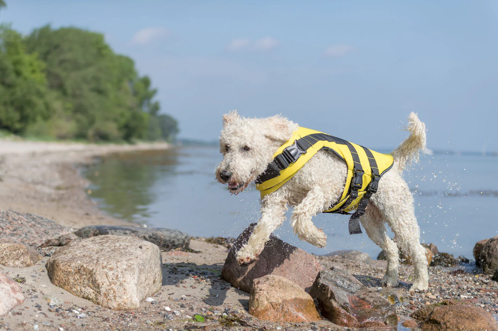 Schwimmweste für Hunde - Image 23