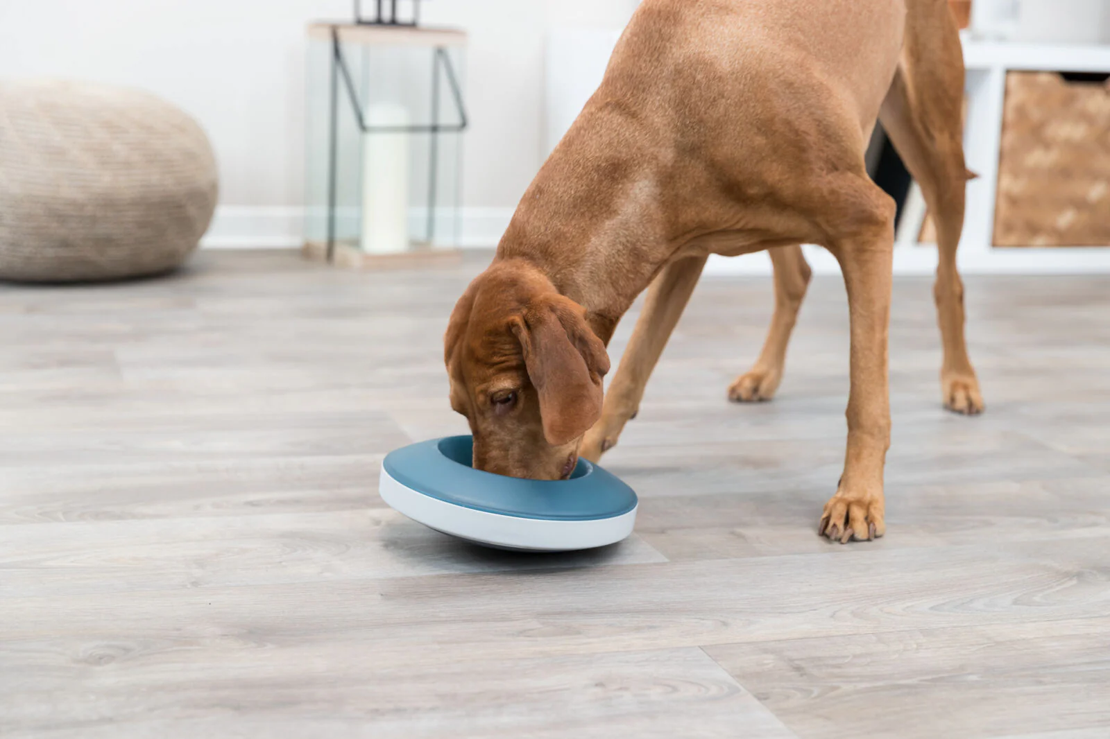 Slow Feeding Napf Rocking Bowl - Image 9