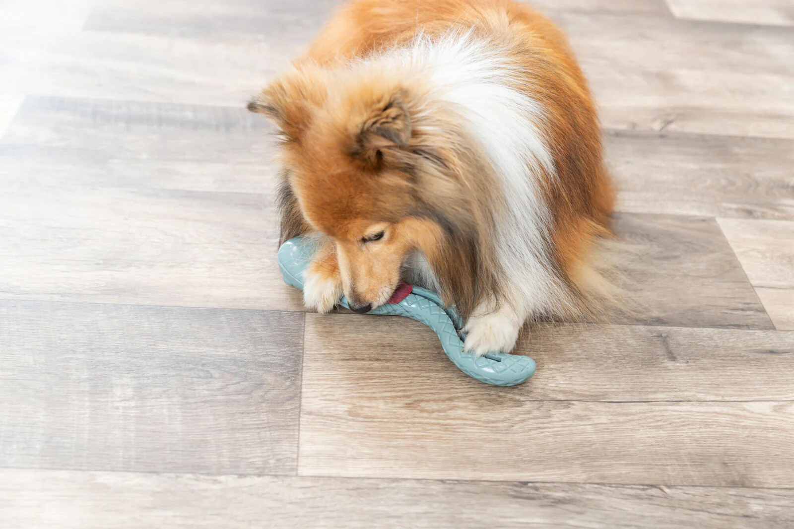 Snack-Snake - Image 5