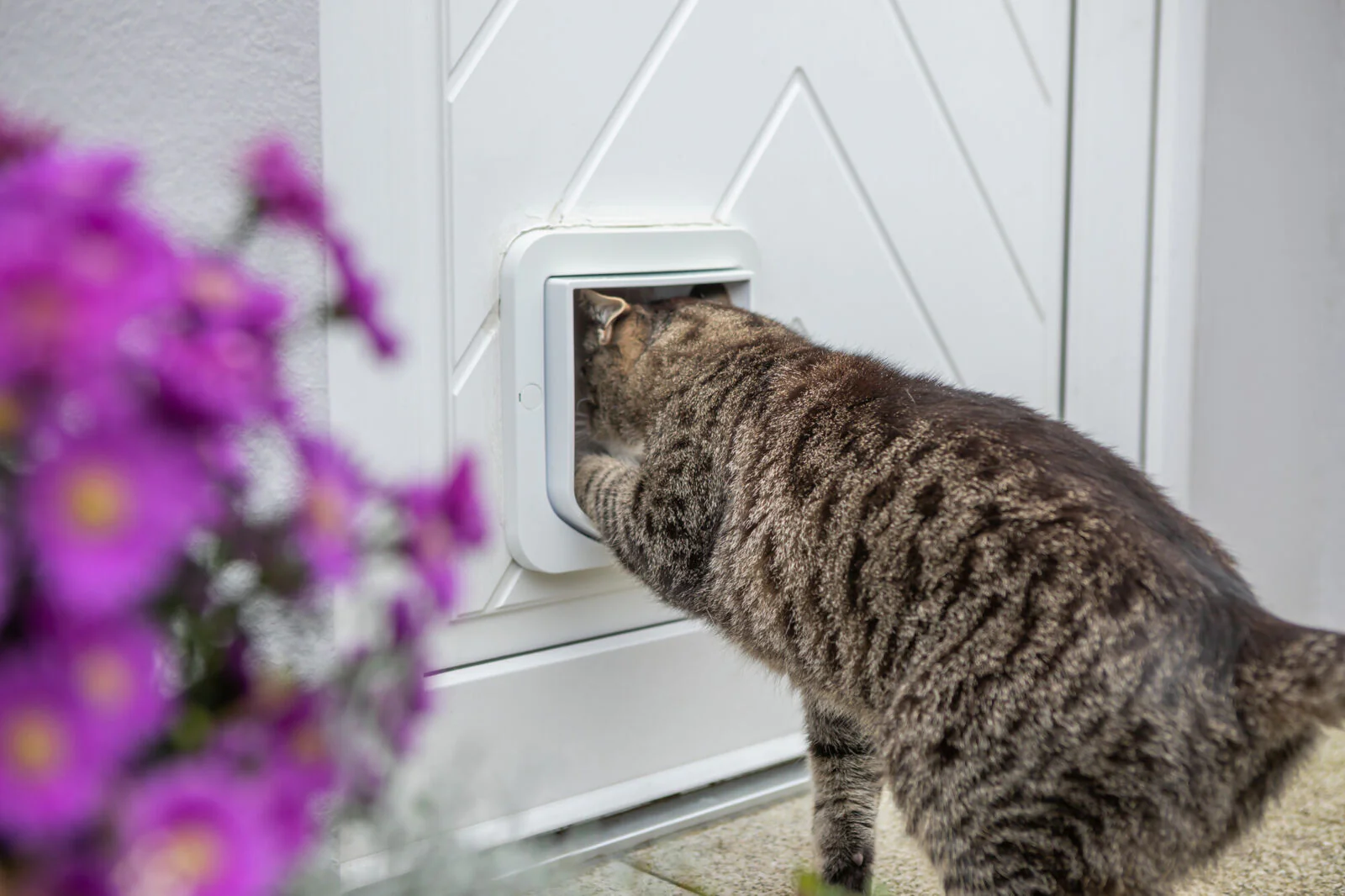 ZeroMOUSE – Smarter Beute-Stopper für bestehende Katzenklappen - Image 3